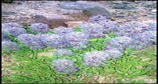 طبیعت گل کوفته ؛ طبیعت دمنوش گل کوفته از نظر طب سنتی چیست