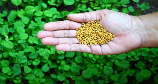 طرز استفاده شنبلیله برای چاقی و روش مصرف شنبلیله برای افزایش وزن طرز استفاده شنبلیله برای چاقی ؛ روش مصرف شنبلیله برای افزایش وزن