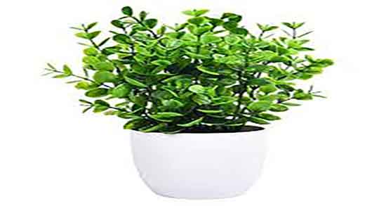 طرز بخور با برگ اکالیپتوس ؛ نحوه استفاده از برگ اکالیپتوس برای بخور