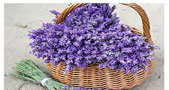 طرز تهیه دمنوش اسطوخودوس خشک ؛ دمنوش اسطوخودوس و فشار خون
