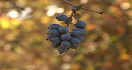 طرز تهیه دمنوش زرشک سیاه ؛ طریقه استفاده از زرشک سیاه برای بدن