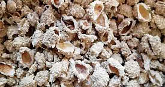 طرز تهیه دمنوش شکر تیغال ؛ دستور مصرف دمنوش شکر تیغال چیست