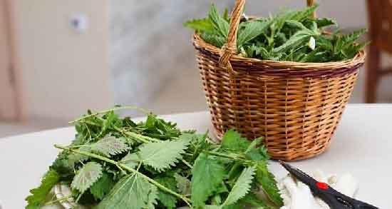 طرز تهیه دمنوش گزنه برای دیابت ؛ روش درست کردن دمنوش گزنه برای افراد دیابتی