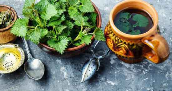 طرز تهیه دمنوش گزنه ؛ نحوه صحیح درست کردن دمنوش گزنه