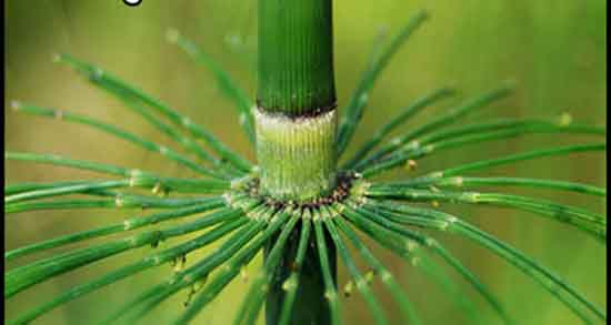 طرز تهیه دمنوش گیاه دم اسب ؛ دستور تهیه دمنوش گیاه دم اسب چیست