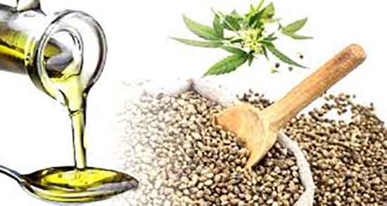 طرز تهیه روغن شاهدانه در منزل ؛ دستور تهیه روغن شاهدانه خانگی