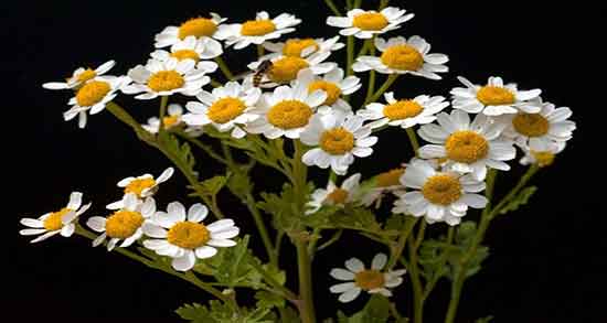 طرز تهیه روغن عاقرقرحا ؛ دستور تهیه روغن عاقرقرحا به روش خانگی