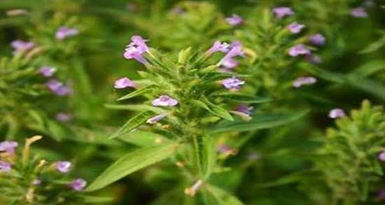 طرز تهیه عرق کاکوتی ؛ دستور تهیه عرق کاکوتی در منزل چگونه است