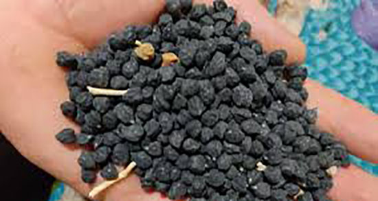 طرز تهیه لپه از نخود سیاه در خانه ؛ لپه نخود سیاه به روش خانگی