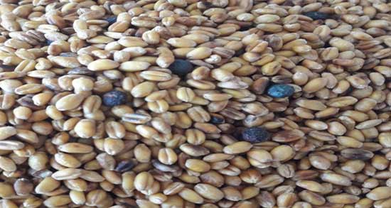 طرز تهیه گندم برشته با شیر ؛ ایا گندم برشته را با شیر تفت میدهند