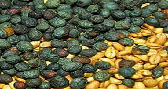 طرز تهیه گندم برشته لری ؛ دستور تهیه گندم برشته به روش لری