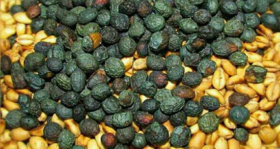 طرز تهیه گندم برشته محلی ؛ ایا میتوان گندم برشته محلی درست کرد