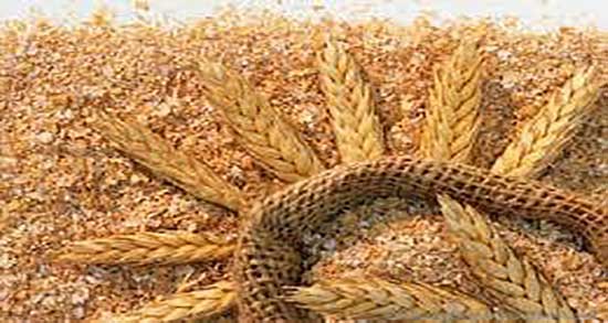 طرز تهیه گندم برشته ؛ دستور تهیه گندم برشته به روش خانگی چگونه است