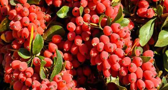 طرز مصرف زرشک کوهی ؛ نحوه استفاده از زرشک کوهی چگونه است