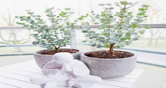 طرز نگهداری برگ اکالیپتوس ؛ دستور نگهداری برگ اکالیپتوس در خانه
