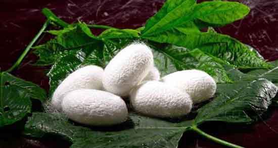 طریقه استفاده از پیله ابریشم ؛ چگونه پیله ابریشم را روی پوست بمالیم