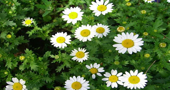 طریقه مصرف بابونه برای اعصاب ؛ دستور مصرف بابونه برای تقویت اعصاب