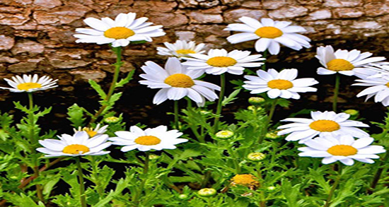 طریقه مصرف بابونه برای معده ؛ نحوه مصرف بابونه برای رفلاکس معده اطفال