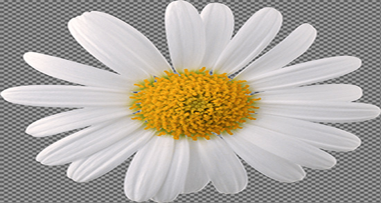 طریقه مصرف بابونه برای چاقی ؛ روش استفاده از گل بابونه برای چاقی صورت