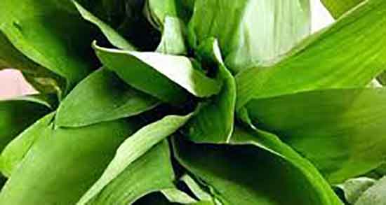 طریقه مصرف والک ؛ دستور استفاده از والک تازه برای درمان سنگ کلیه