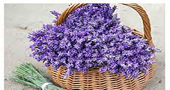 طعم عرق اسطوخودوس ؛ مزه عرق اسطوخودوس با چای چطور است