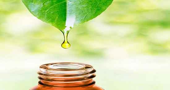 عاقرقرحا برای خار پاشنه ؛ فواید مصرف عاقرقرحا برای درمان خار پاشنه