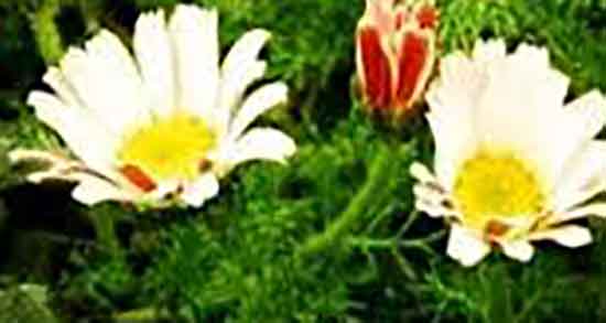 عاقرقرحا برای درمان خار پاشنه ؛ درمان گیاهی خار پاشنه از دکتر خیراندیش