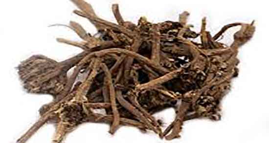 عاقرقرحا در طب سنتی ؛ خواص مصرف عاقرقرحا از نظر طب سنتی