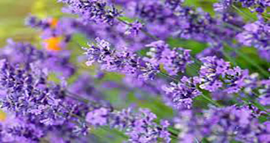 عرق اسطوخودوس برای معده ؛ خواص عرق اسطوخودوس برای زخم معده