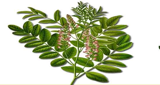 عرق شیرین بیان برای رفلاکس معده ؛ خواص شیرین بیان برای میکروب معده