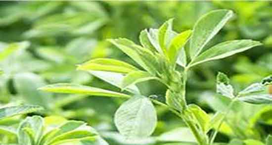 عرق یونجه و قاعدگی ؛ مصرف عرق یونجه برای درمان درد خونریزی ماهانه