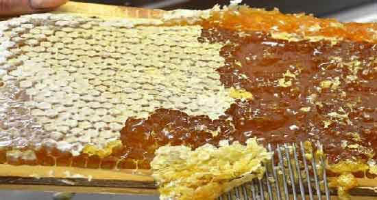 عسل بهاره کی برداشت میشود و زمان برداشت عسل بهاره عسل بهاره کی برداشت میشود ؛ زمان برداشت عسل بهاره