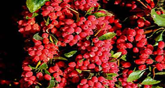 علف زرشک کوهی و علف زرشک کوهی برای درمان زخم معده علف زرشک کوهی ؛ علف زرشک کوهی برای درمان زخم معده