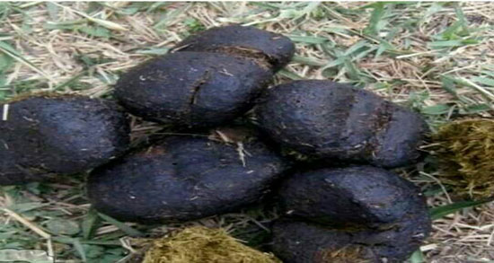 عنبر نسا چیست ؛ عنبر نسا چیست و چه خاصیتی برای رحم دارد