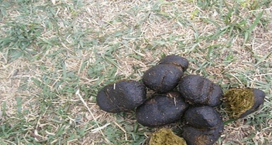 عنبر نسارا برای عفونت واژن ؛ فواید عنبر نسارا برای عفونت رحم روازاده