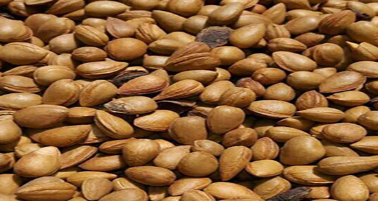 عوارض الوک ؛ مضرات مصرف الوک یا بادام تلخ برای زخم معده