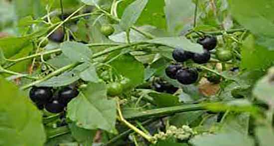 عوارض تاجریزی ؛ مضرات مصرف تاجریزی برای زنان باردار چیست