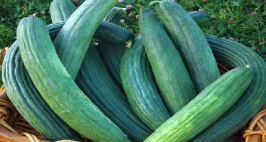 عوارض خیار چنبر و بررسی عوارض و مضرات مصرف خیار چنبر عوارض خیار چنبر ؛ بررسی عوارض و مضرات مصرف خیار چنبر