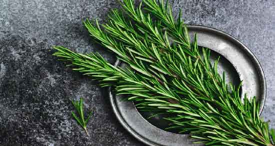 عوارض روغن رزماری برای ریش ؛ مضرات استفاده از روغن رزماری برای ریش