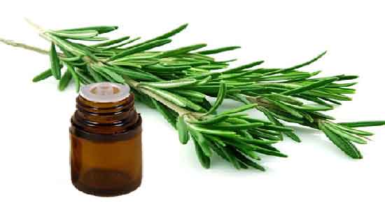 عوارض روغن رزماری برای مو ؛ بررسی مضرات روغن رزماری برای سلامت مو