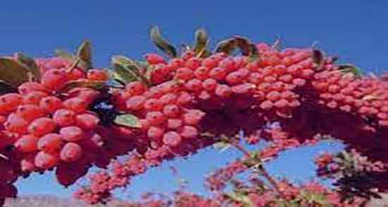 عوارض زرشک کوهی و ایا خوردن دمنوش زرشک کوهی برای معده مضره عوارض زرشک کوهی ؛ ایا خوردن دمنوش زرشک کوهی برای معده مضره