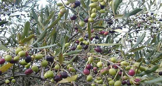 عوارض زیتون وحشی ؛ مضرات مصرف روغن زیتون وحشی برای مو