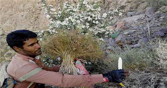 عوارض زیره کوهی و ایا خوردن زیره کوهی برای زنان باردار مضر است عوارض زیره کوهی ؛ ایا خوردن زیره کوهی برای زنان باردار مضر است