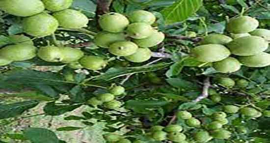 عوارض سیب درختی ؛ مضرات مصرف سیب درختی برای دستگاه گوارش