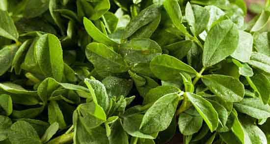 عوارض شنبلیله و بررسی عوارض و مضرات مصرف شنبلیله عوارض شنبلیله ؛ بررسی عوارض و مضرات مصرف شنبلیله