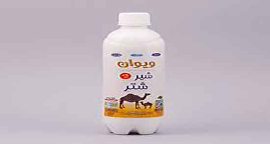 عوارض شیر شتر ؛ مضرات مصرف شیر شتر در دوران بارداری زنان