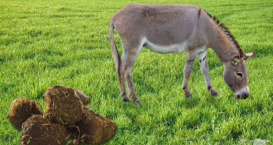 عوارض عنبر نسا برای واژن ؛ مضرات مصرف عنبر نسارا برای عفونت زنان عوارض عنبر نسا برای واژن ؛ مضرات مصرف عنبر نسارا برای عفونت زنان