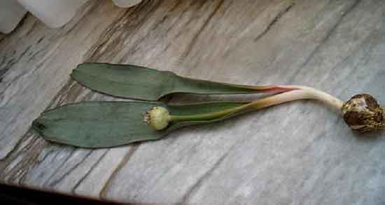 عوارض والک ؛ خواص و مضرات گیاه والک برای کنترل فشار خون بالا