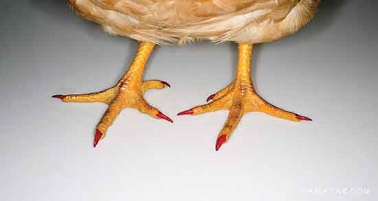 عوارض پای مرغ و ایا خوردن پای مرغ برای کبد چرب ضرر دارد یا نه عوارض پای مرغ ؛ ایا خوردن پای مرغ برای کبد چرب ضرر دارد یا نه