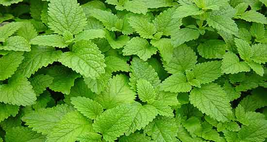 عوارض گزنه ؛ عوارض دمنوش گزنه و برگ زیتون نیوشا برای پوست